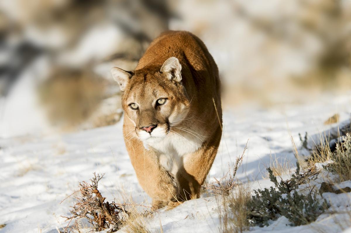 The 10 Most Dangerous Animals in Canada