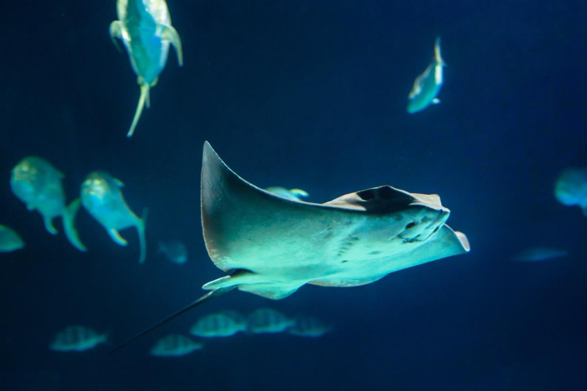 How Are Manta Rays Born?