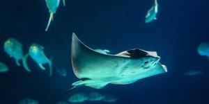 How Are Manta Rays Born?