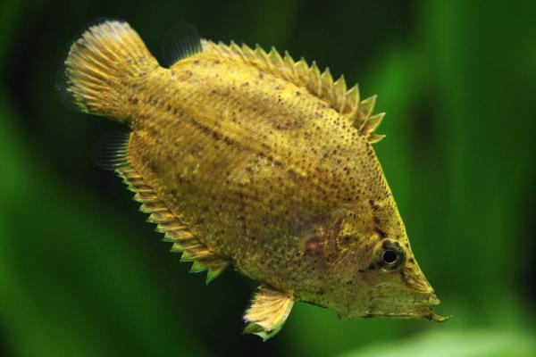 Fish of the Amazon River - Amazon leaffish (Monocirrhus polyacanthus)