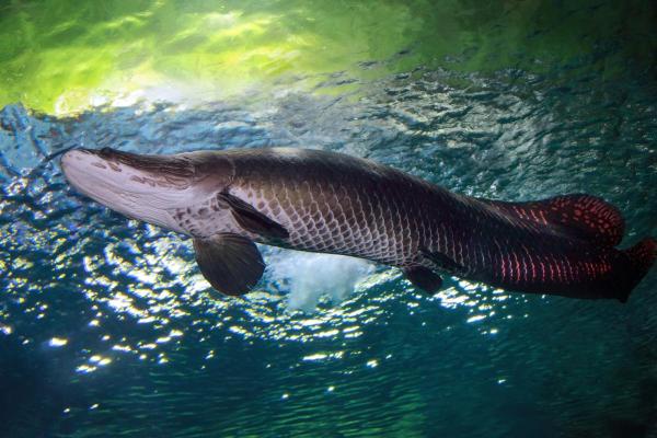 Fish of the Amazon River - Arapaima (Arapaima gigas)