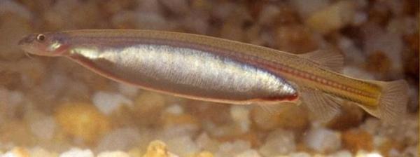 Fish of the Amazon River - Candiru (Vandellia cirrhosa)