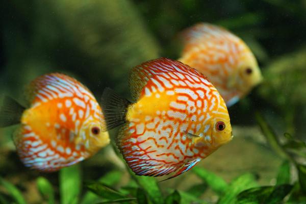 Fish of the Amazon River - Discus fish (Symphysodon discus)