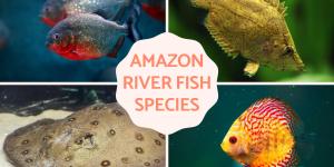 Fish of the Amazon River