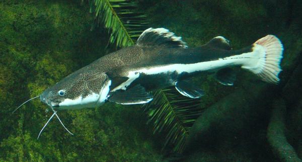 Fish of the Amazon River - Giant catfish (Brachyplatystoma filamentosum)