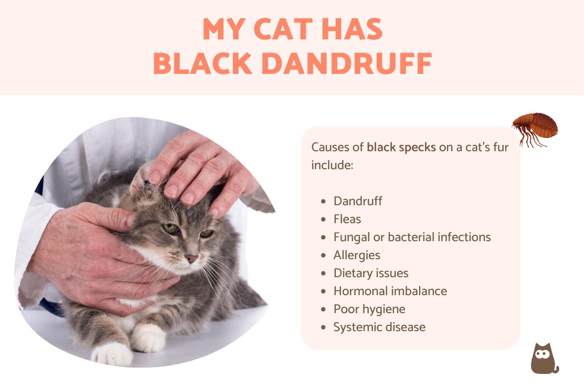My Cat Has Black Dandruff