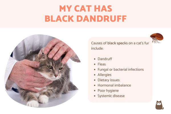 My Cat Has Black Dandruff