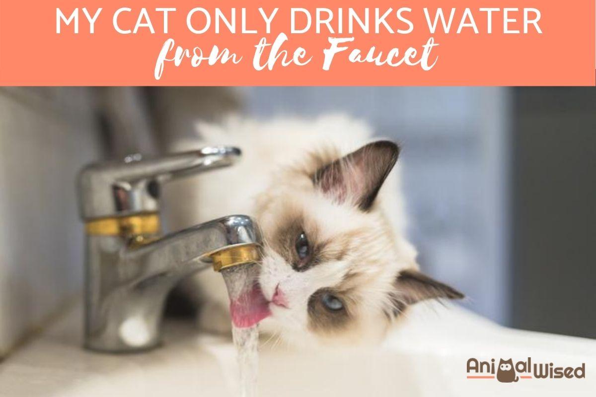 My Cat Only Drinks Water From the Faucet