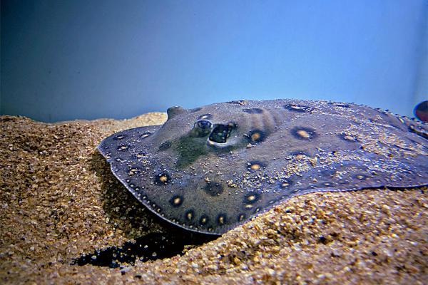 Fish of the Amazon River - Ocellate river stingray (Potamotrygon motoro)