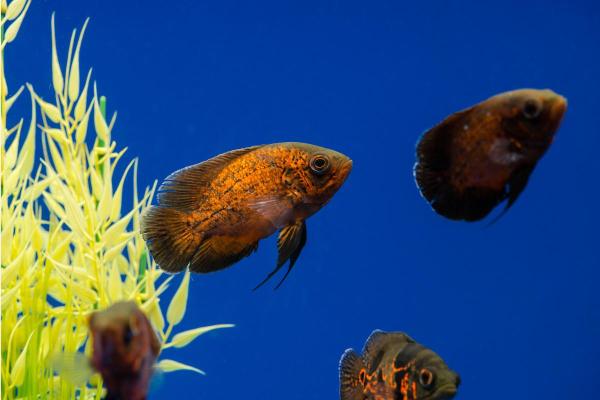 Fish of the Amazon River - Oscar (Astronotus ocellatus)