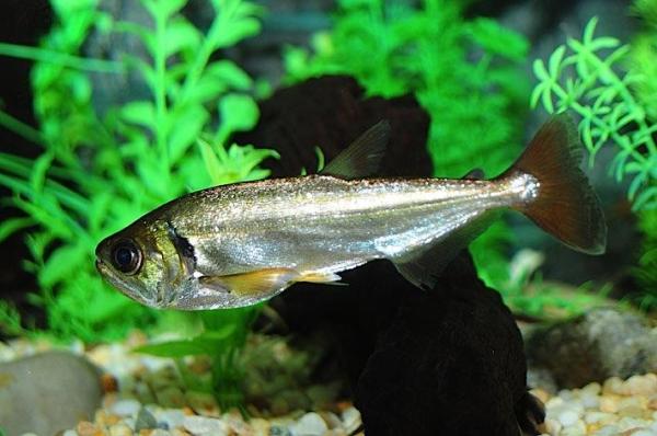 Fish of the Amazon River - Payara (Hydrolycus armatus)