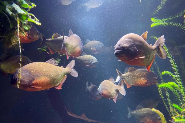 Fish of the Amazon River - Red-bellied piranha (Pygocentrus nattereri)