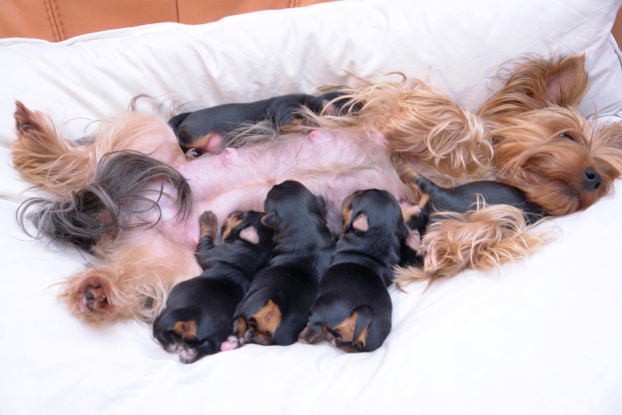 What Is the Longest Time Between Puppies Being Born? Whelping Timeline