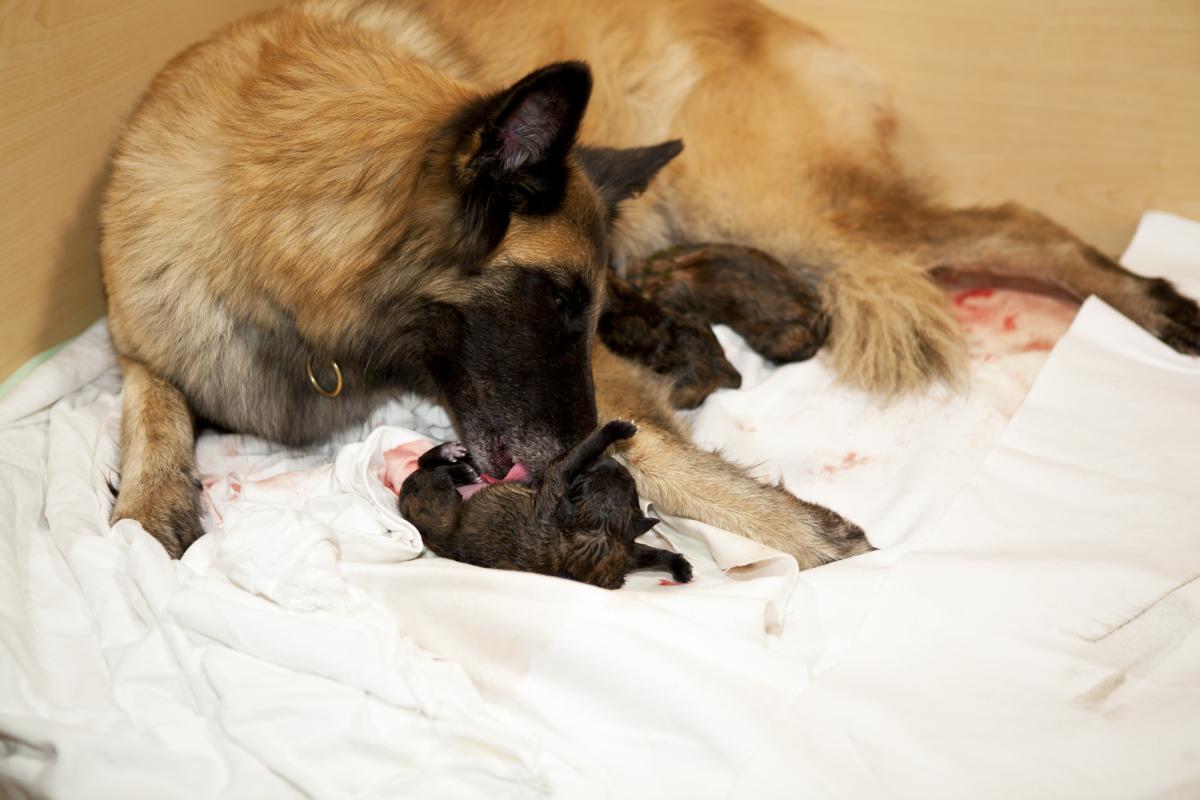 What Is the Longest Time Between Puppies Being Born?
