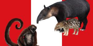 12 Animals in Danger of Extinction in Peru