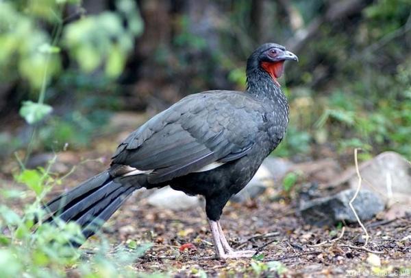 12 Animals in Danger of Extinction in Peru - 9. White-winged guan