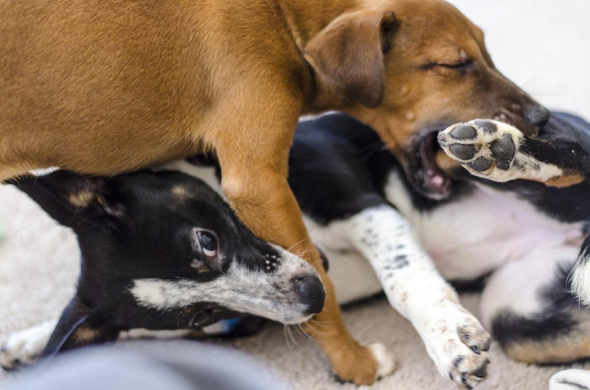 Why is My Puppy Biting and Growling?