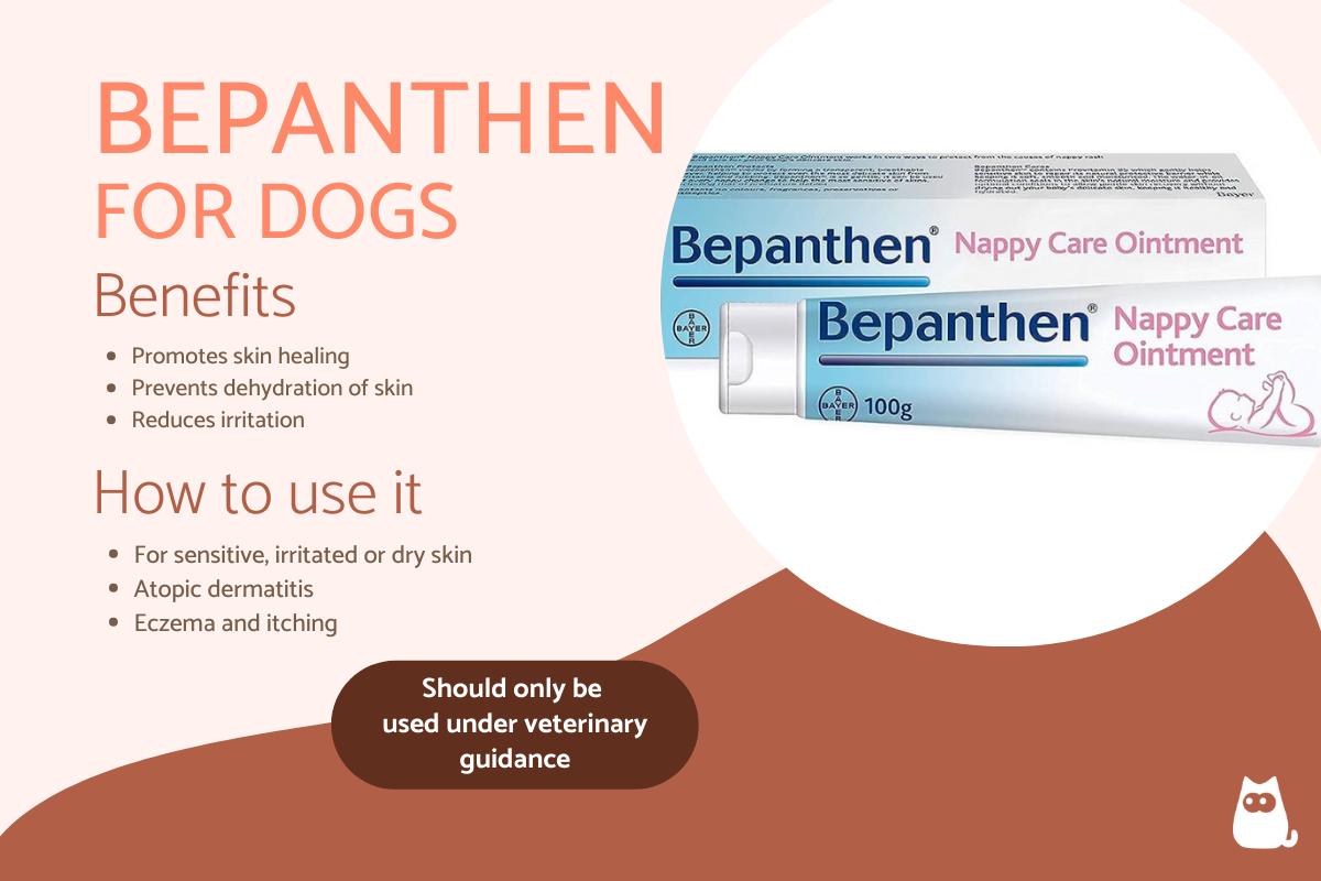 Can Bepanthen Be Used on Dogs?