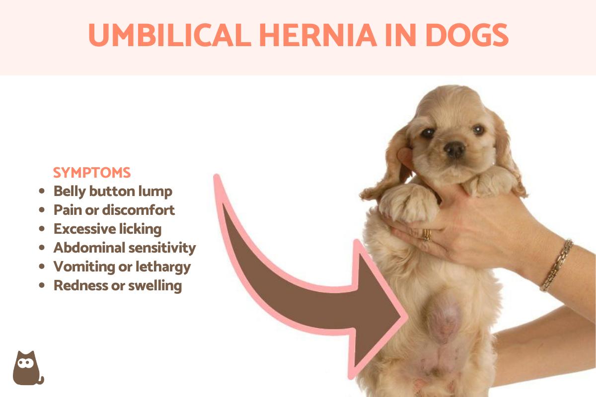 Umbilical Hernia in Dogs - Dog Belly Button Lump