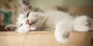 Do Cats Have Dreams?