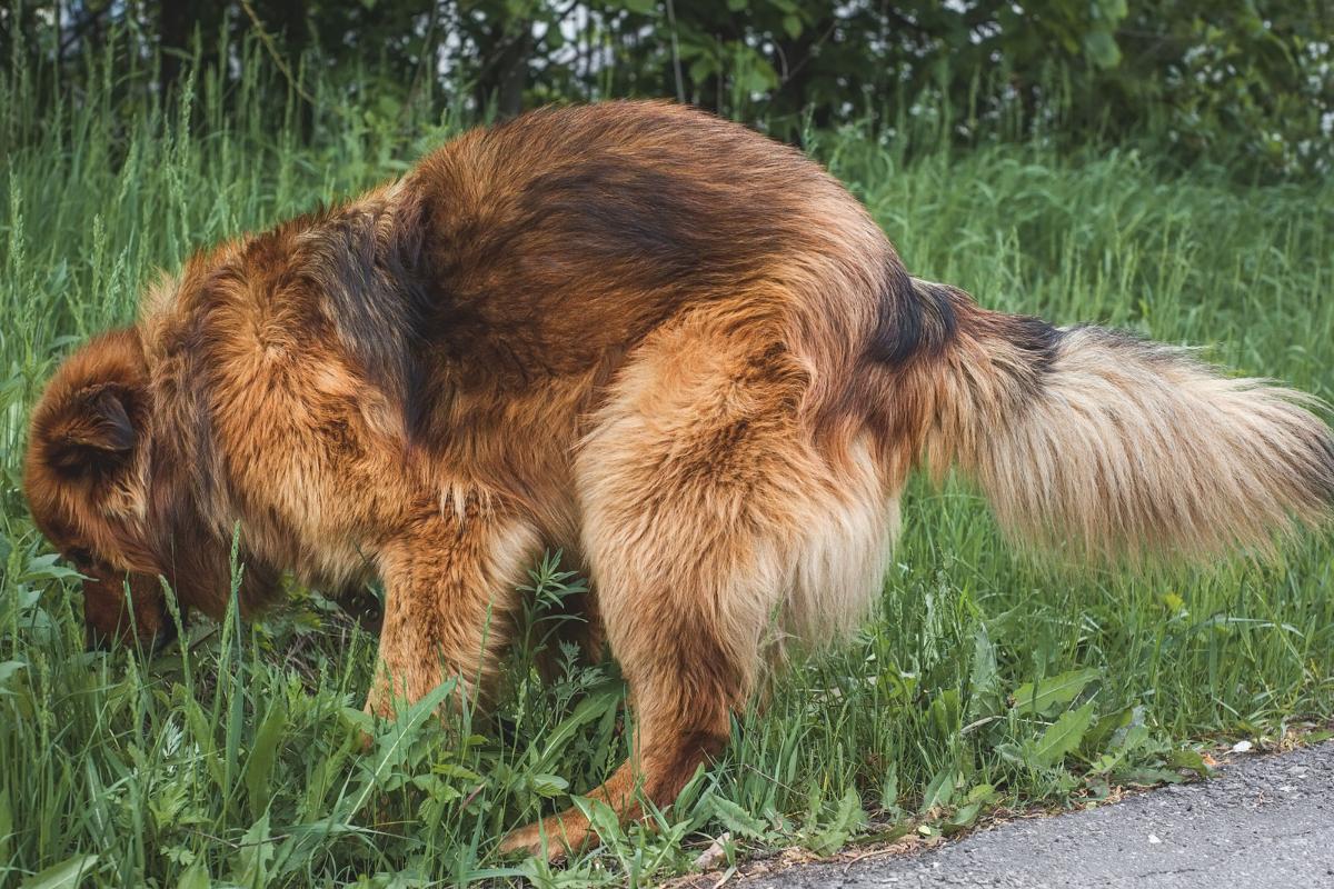 My Dog Has Mucus in Their Stool