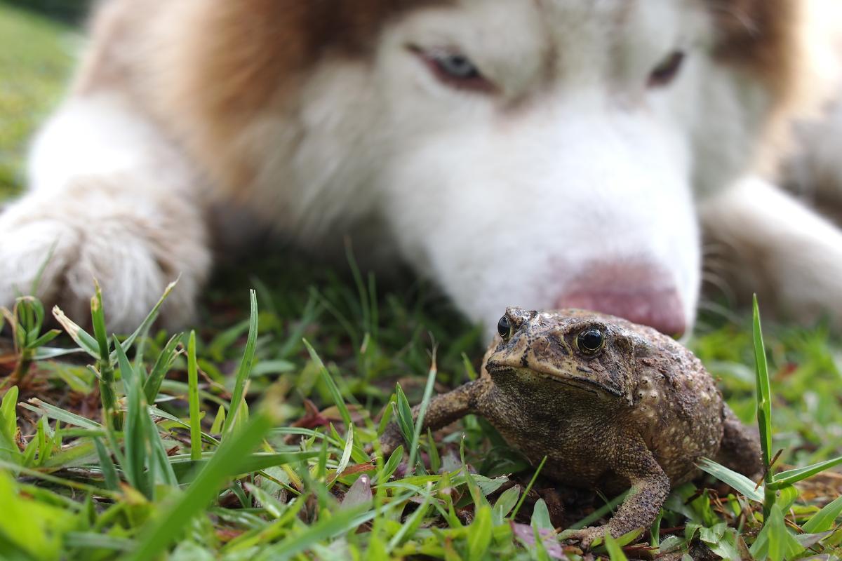 What Happens When My Dog Bites a Toad?