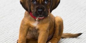 Household Products that Can Kill your Dog