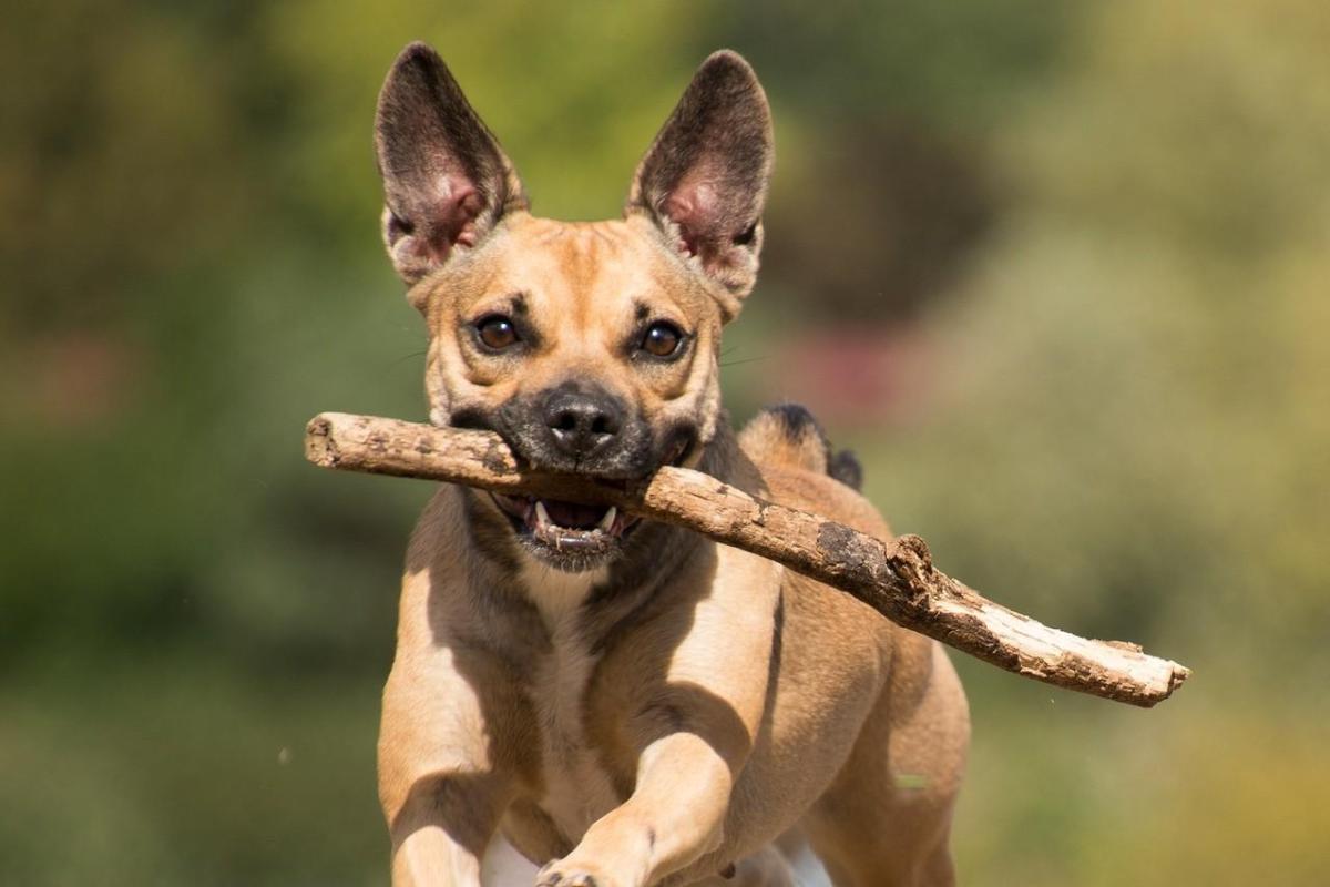 How Much Exercise Is Enough for My Dog?