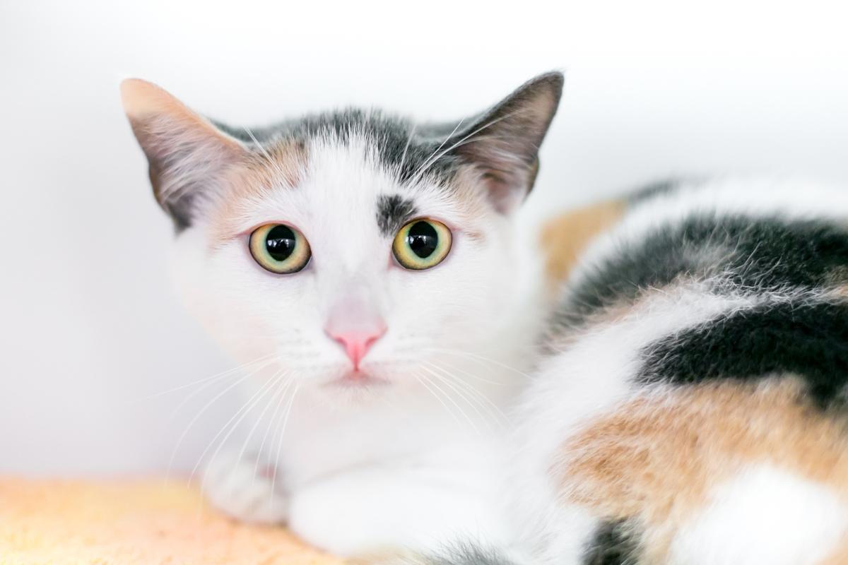 Can Cats Die from Seizures?