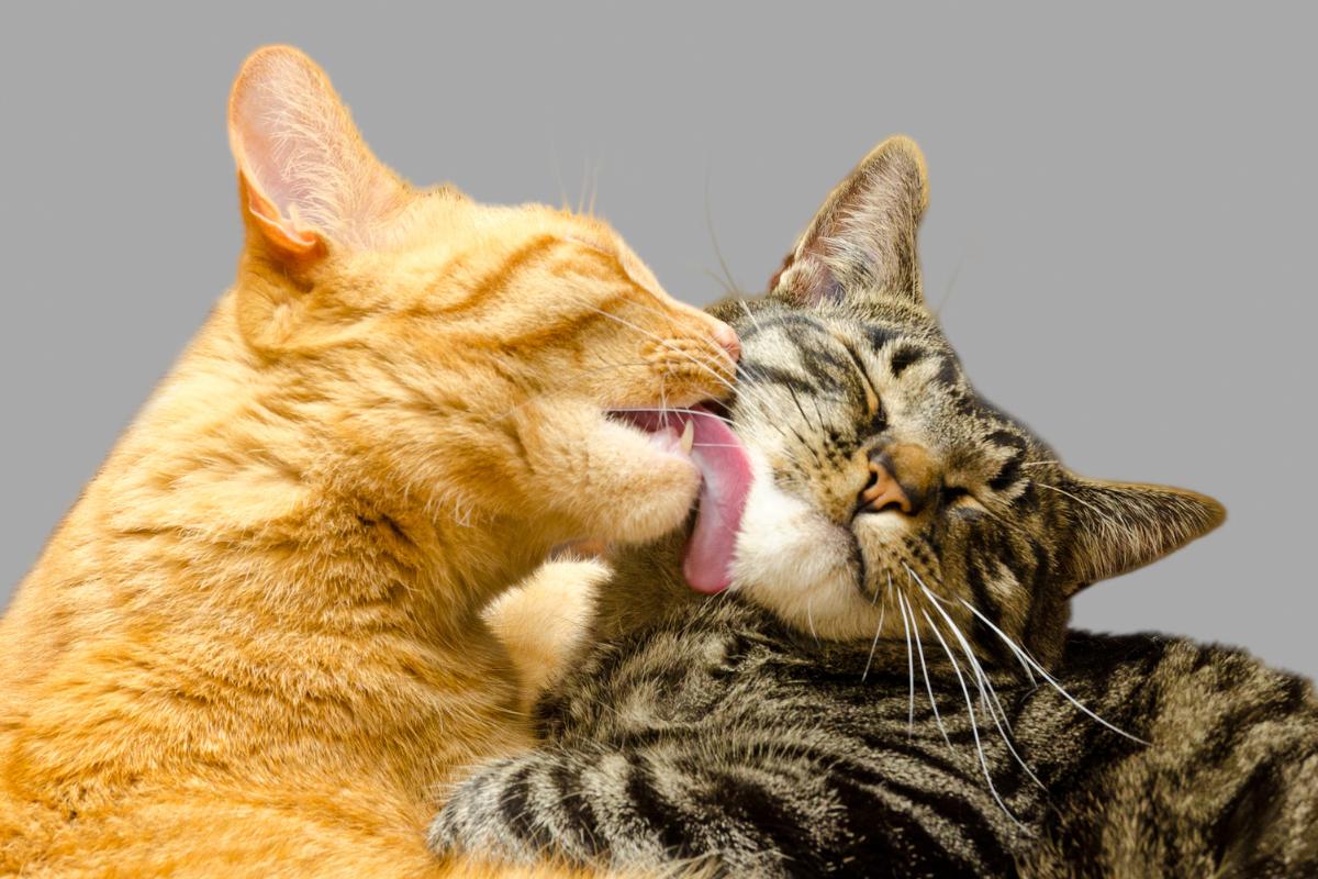 Should You Get Two Male Cats or a Male and Female Pair?