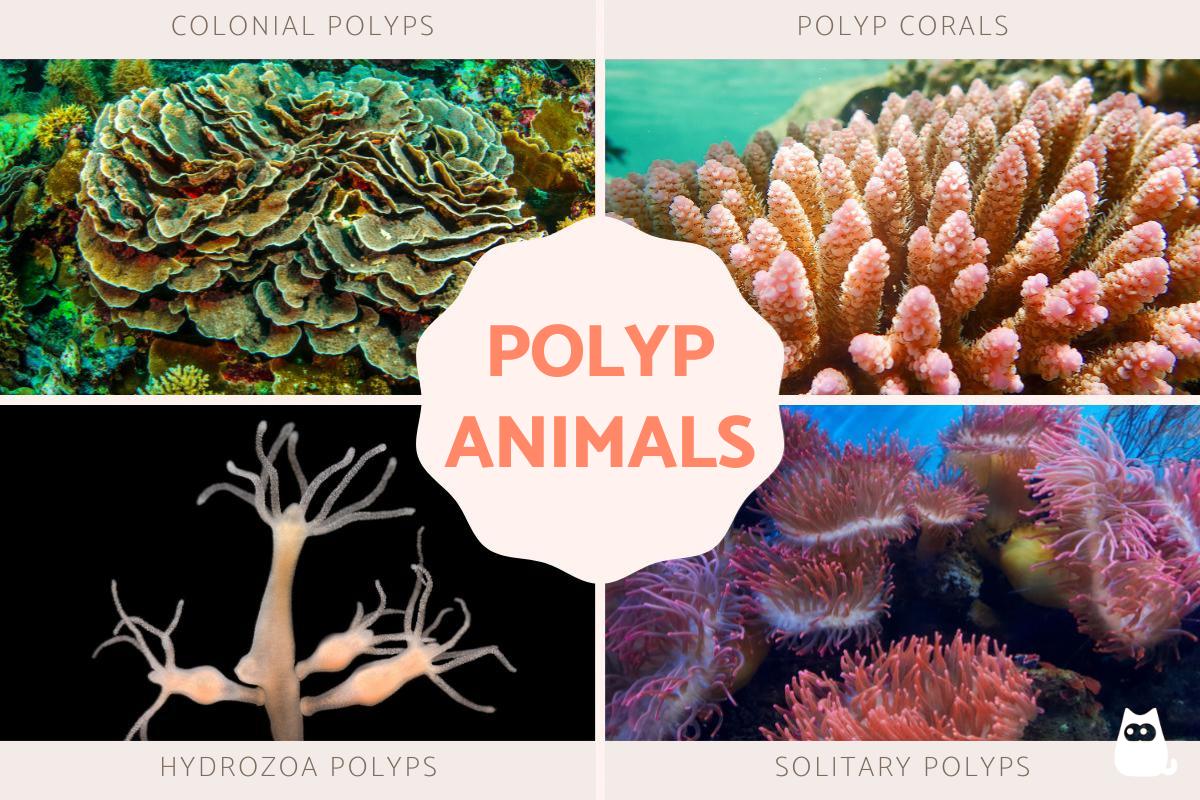 What Are Polyp Animals? - Coral And Other Reef Polyps