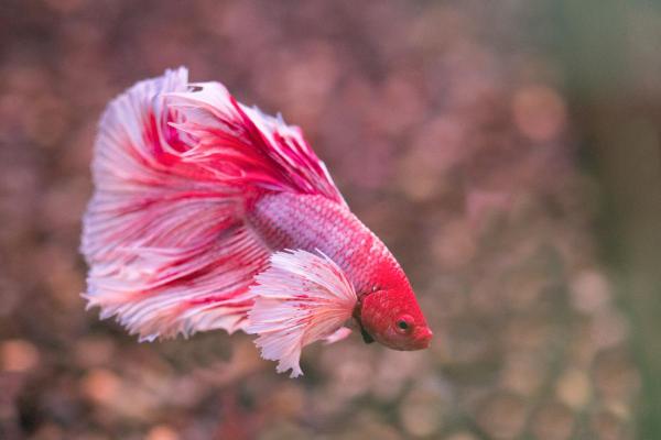 Colorful Freshwater Fish for the Aquarium - Betta fish (Betta splendens)