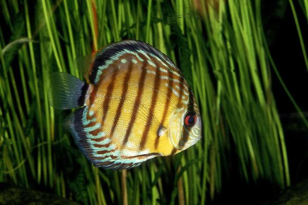 Colorful Freshwater Fish for the Aquarium - Blue discus (Symphysodon aequifasciatus)