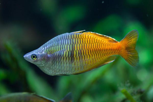 Colorful Freshwater Fish for the Aquarium - Boeseman's rainbowfish (Melanotaenia boesemani)
