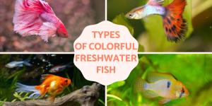 Colorful Freshwater Fish for the Aquarium