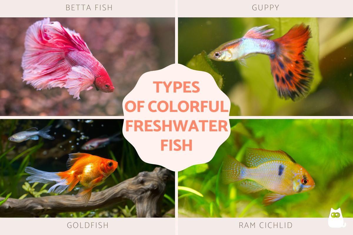 10 Colorful Freshwater Fish For The Aquarium With Photos