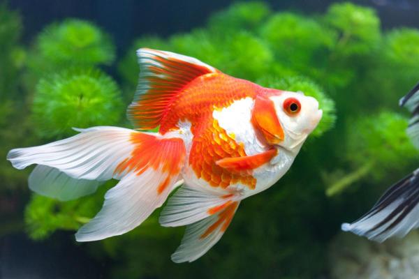 Colorful Freshwater Fish for the Aquarium - Goldfish (Carassius auratus)
