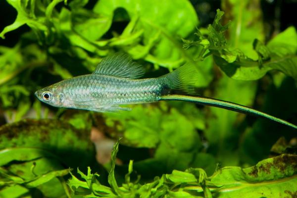 Colorful Freshwater Fish for the Aquarium - Green swordtail (Xiphophorus hellerii)