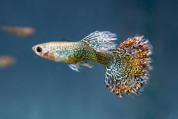 Colorful Freshwater Fish for the Aquarium - Guppy (Poecilia reticulata)