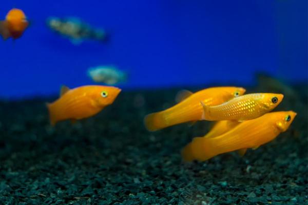 Colorful Freshwater Fish for the Aquarium - Molly (Poecilia sphenops)