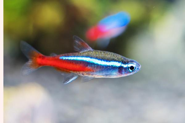 Colorful Freshwater Fish for the Aquarium - Neon tetra (Paracheirodon innesi)