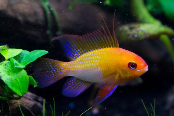 Colorful Freshwater Fish for the Aquarium - Ram cichlid (Mikrogeophagus ramirezi)