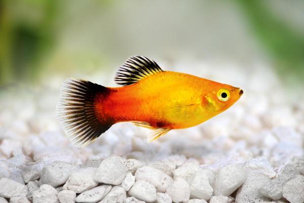 Colorful Freshwater Fish for the Aquarium - Southern platyfish (Xiphophorus maculatus)