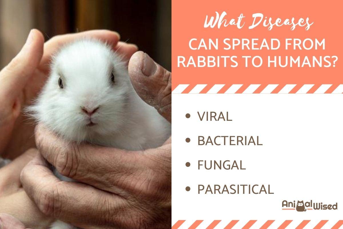 What Rabbit Diseases Are Spread to Humans?