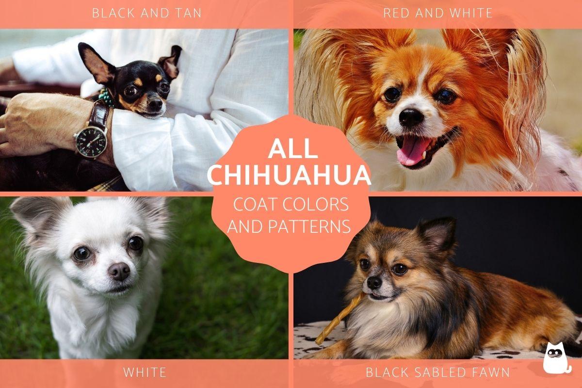 All Chihuahua Colors, Patterns & Combinations