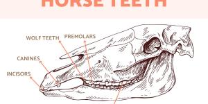 How Many Teeth Do Horses Have?