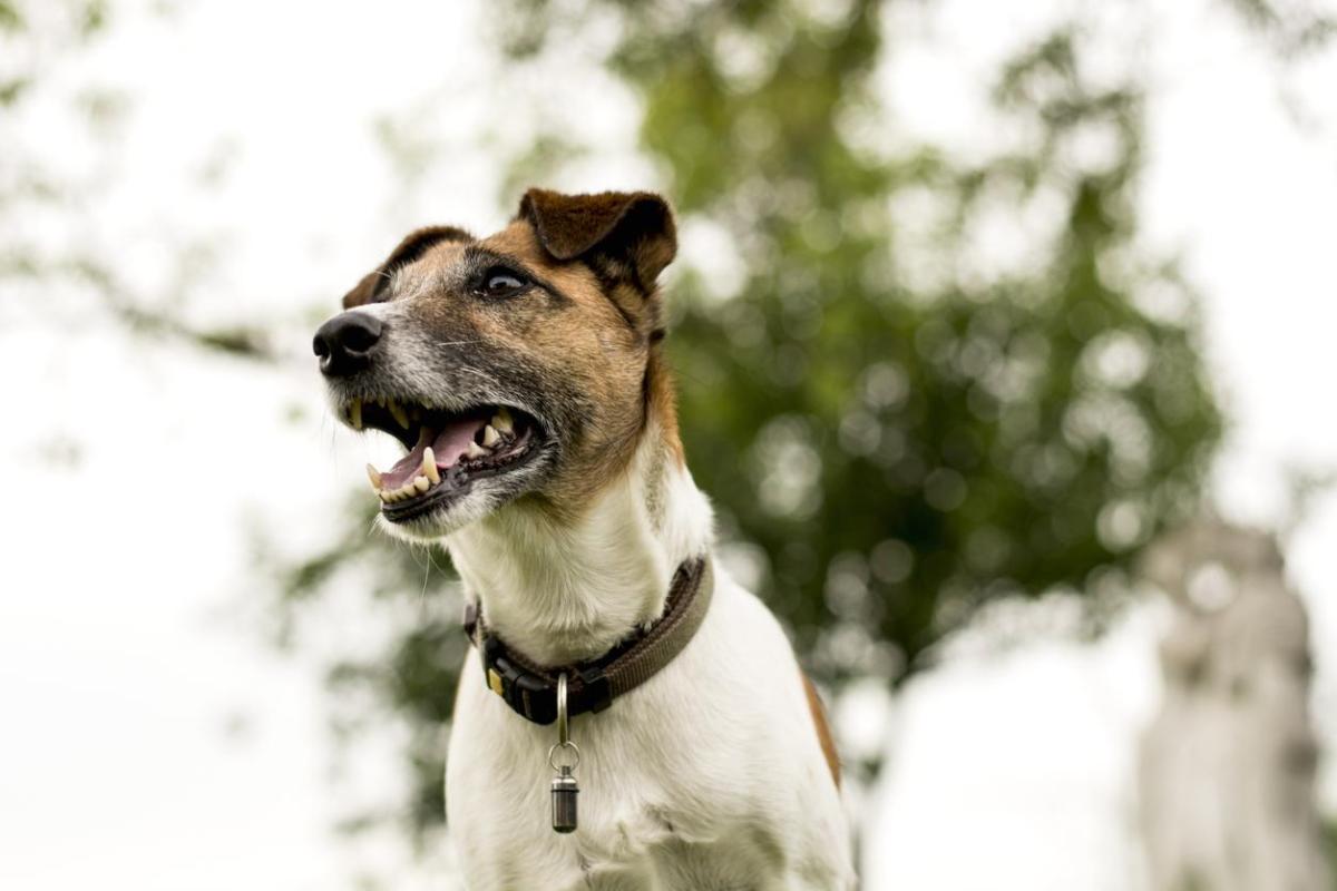 Scalibor vs. Seresto Flea Collar Differences