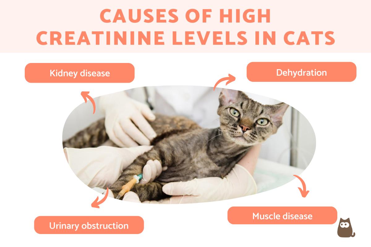 High creatinine levels in cats elevated creatinine causes