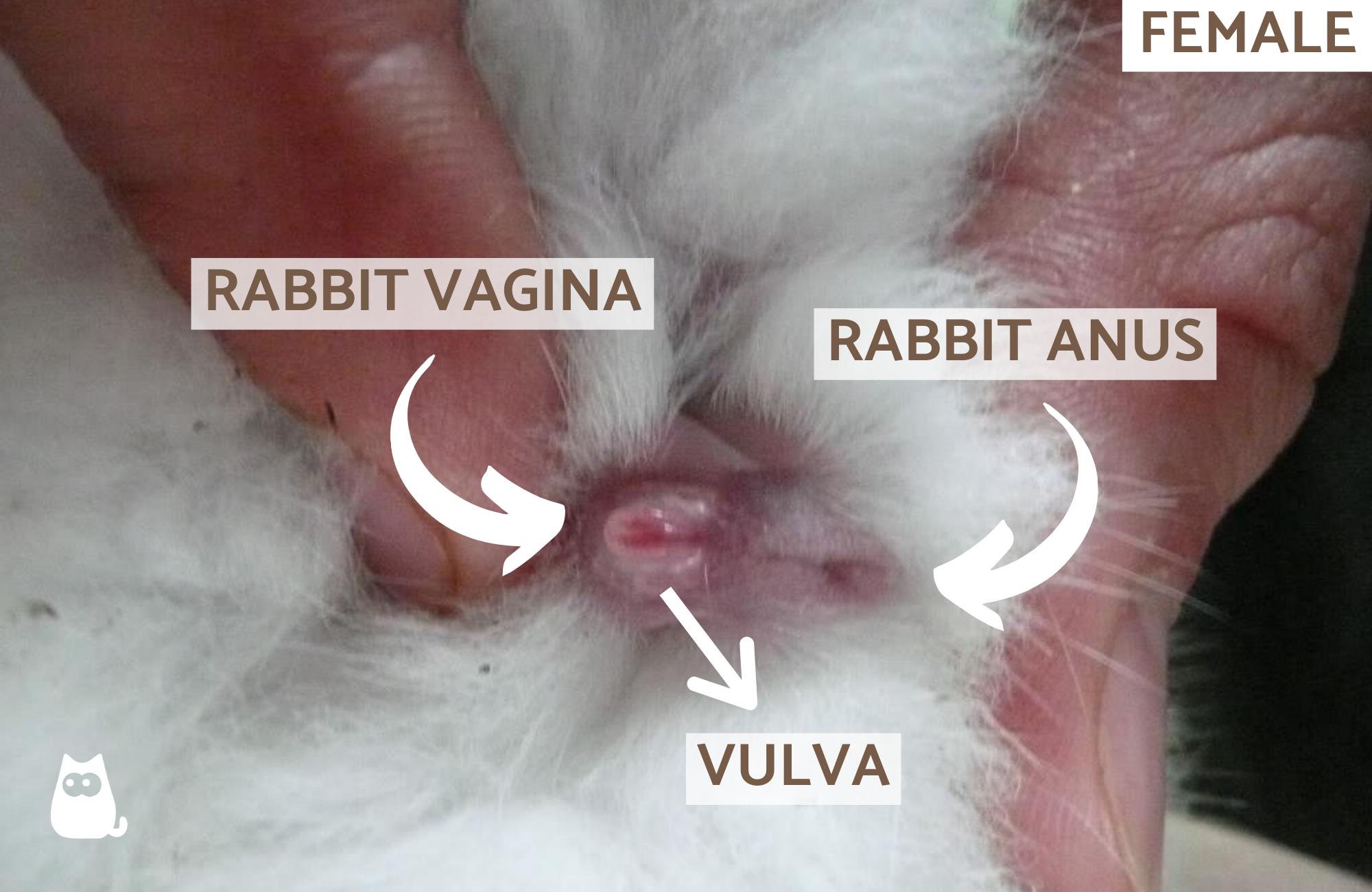 How to Tell the Sex of a Rabbit Sexing Rabbits