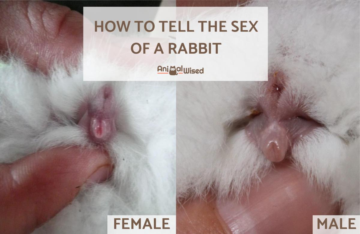 How to Tell the Sex of a Rabbit